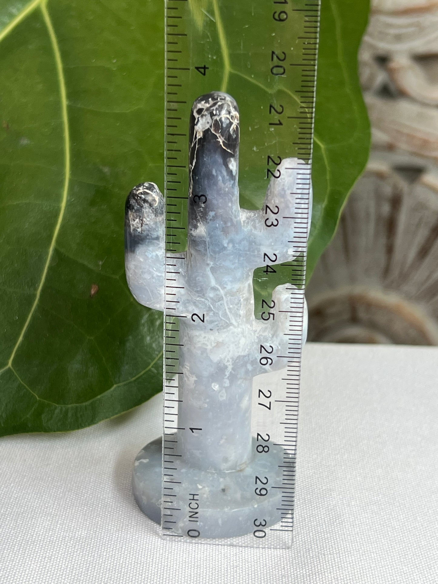 Blue Plume Agate cactus