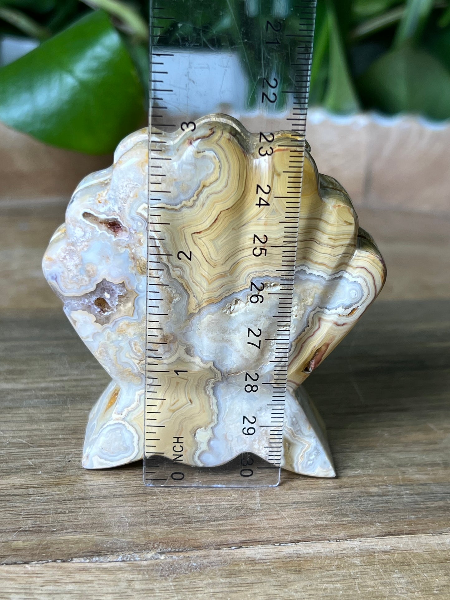 Crazy Lace Agate Shell
