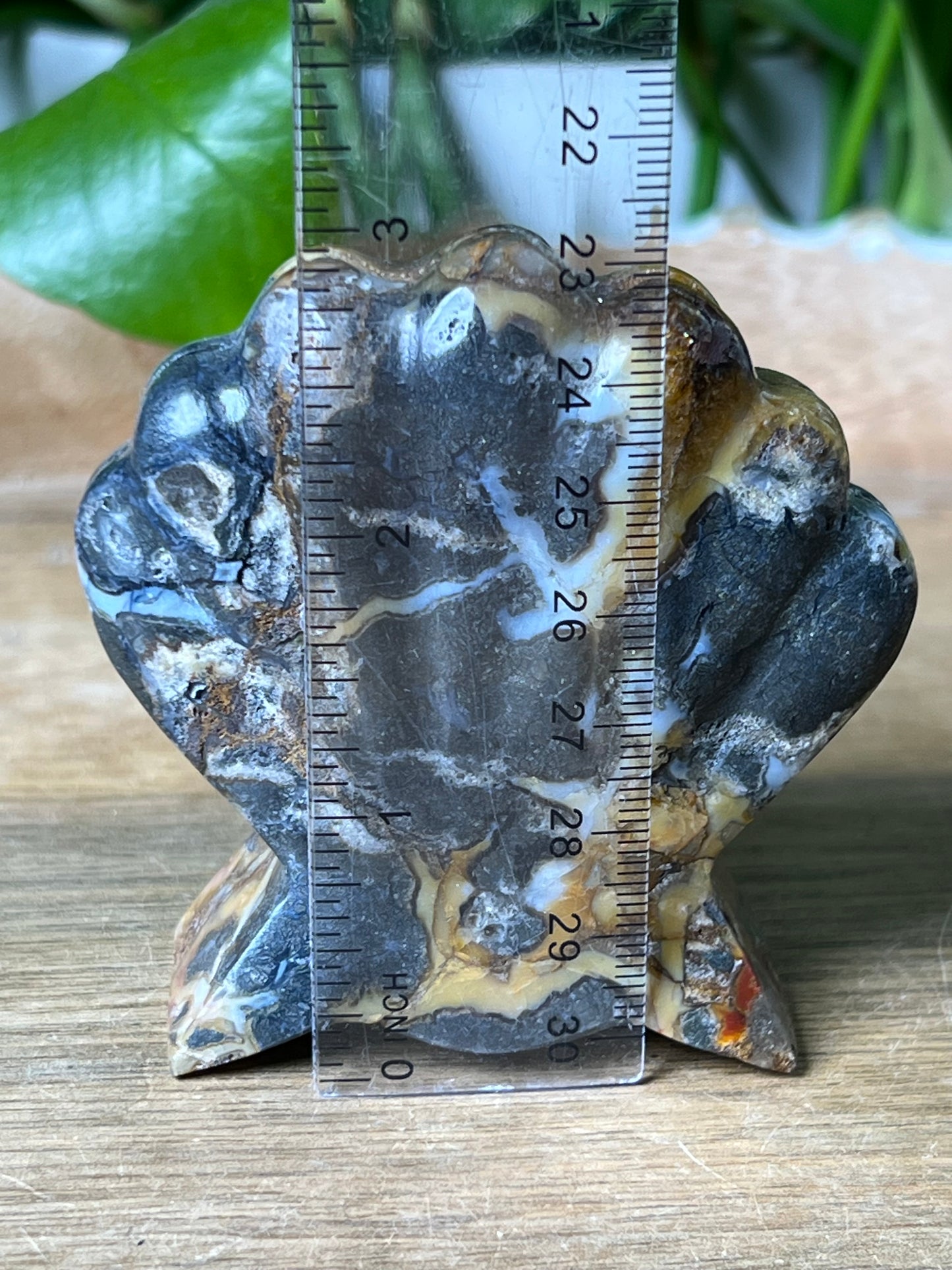 Marcasite Shell