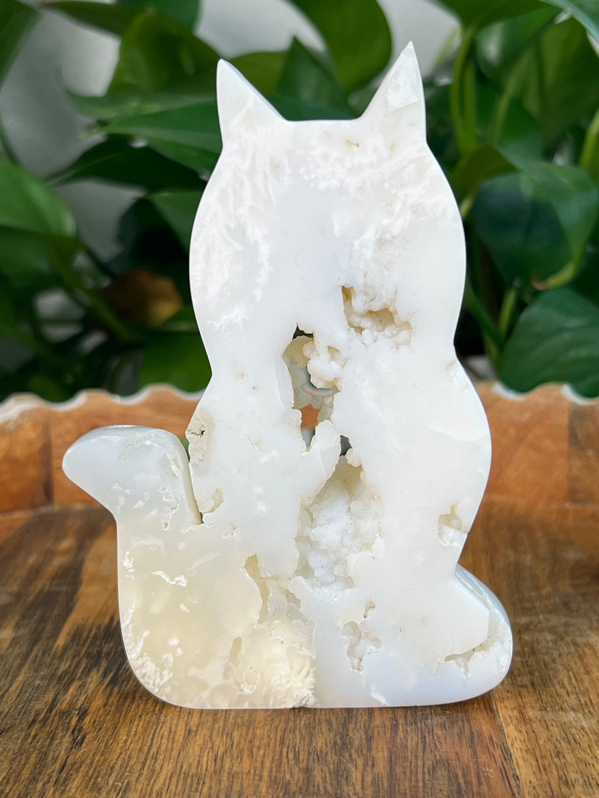 White Plume Agate Cats