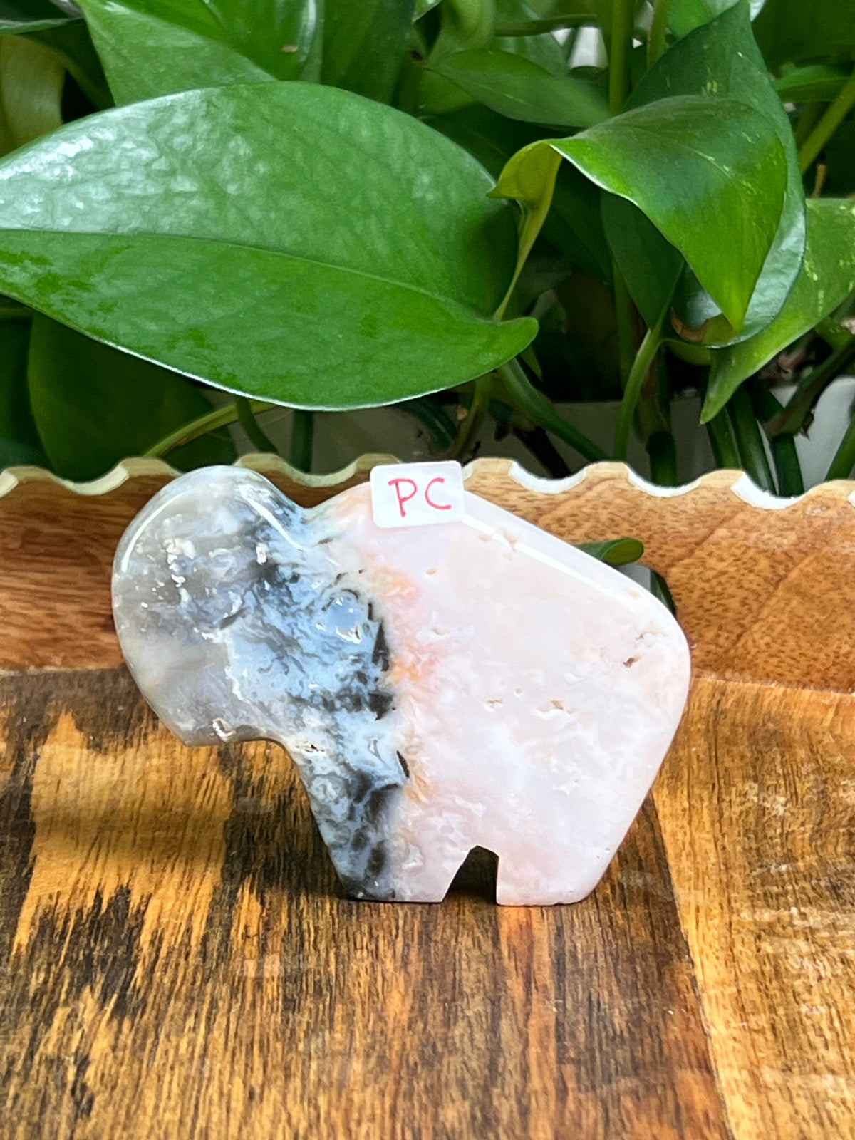 Rainbow Plume Agate Buffalos