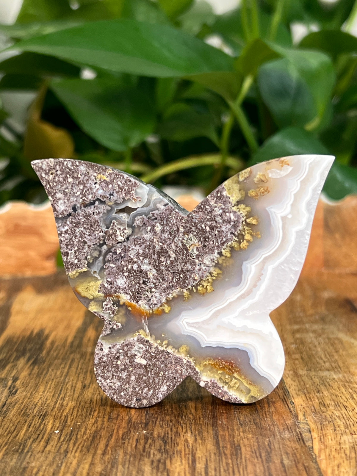 Scenic Moss Agate Butterflies