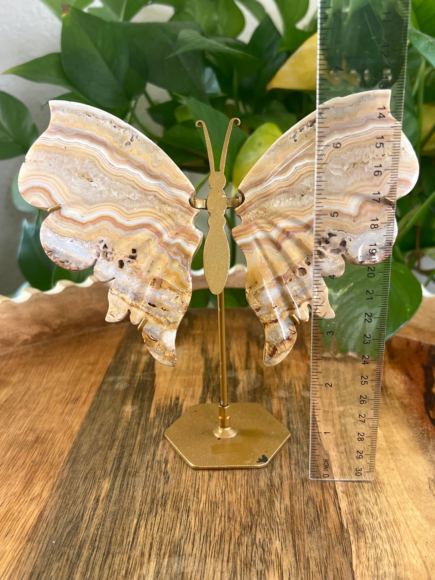 Yellow Crazy Lace Agate Wings G
