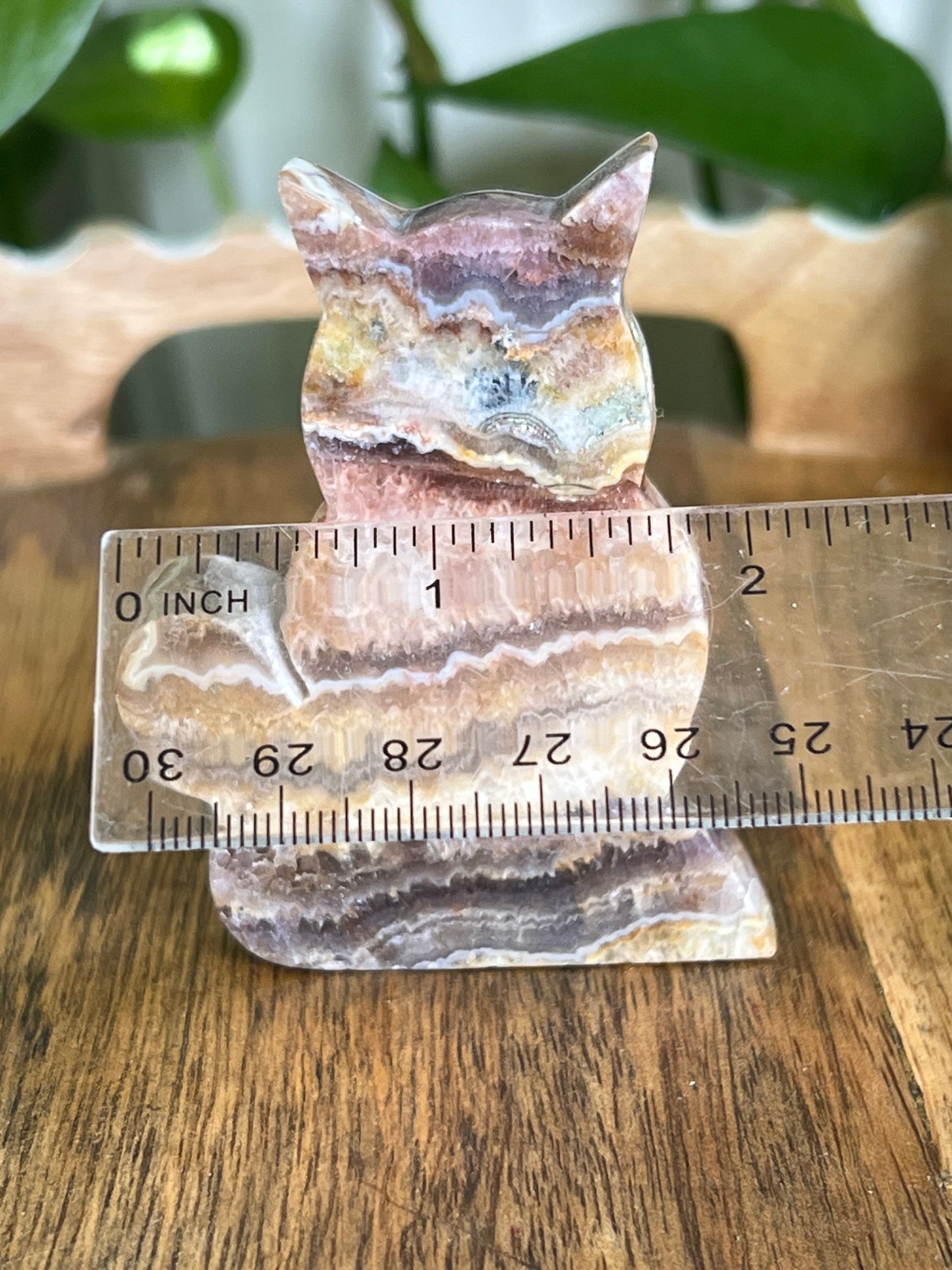 Indonesian Amethyst Cat CN