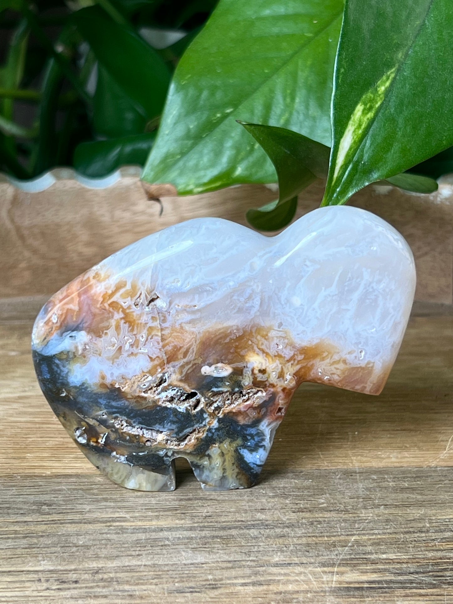 Rainbow Plume Agate Buffalo