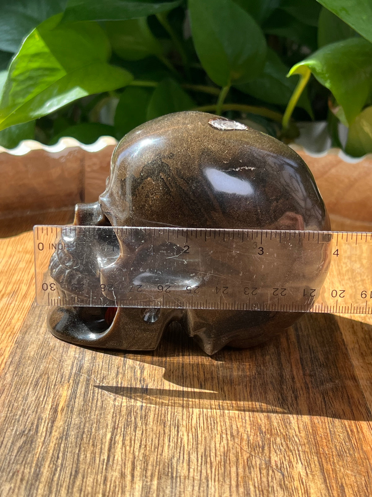 Amber Skull: NZ