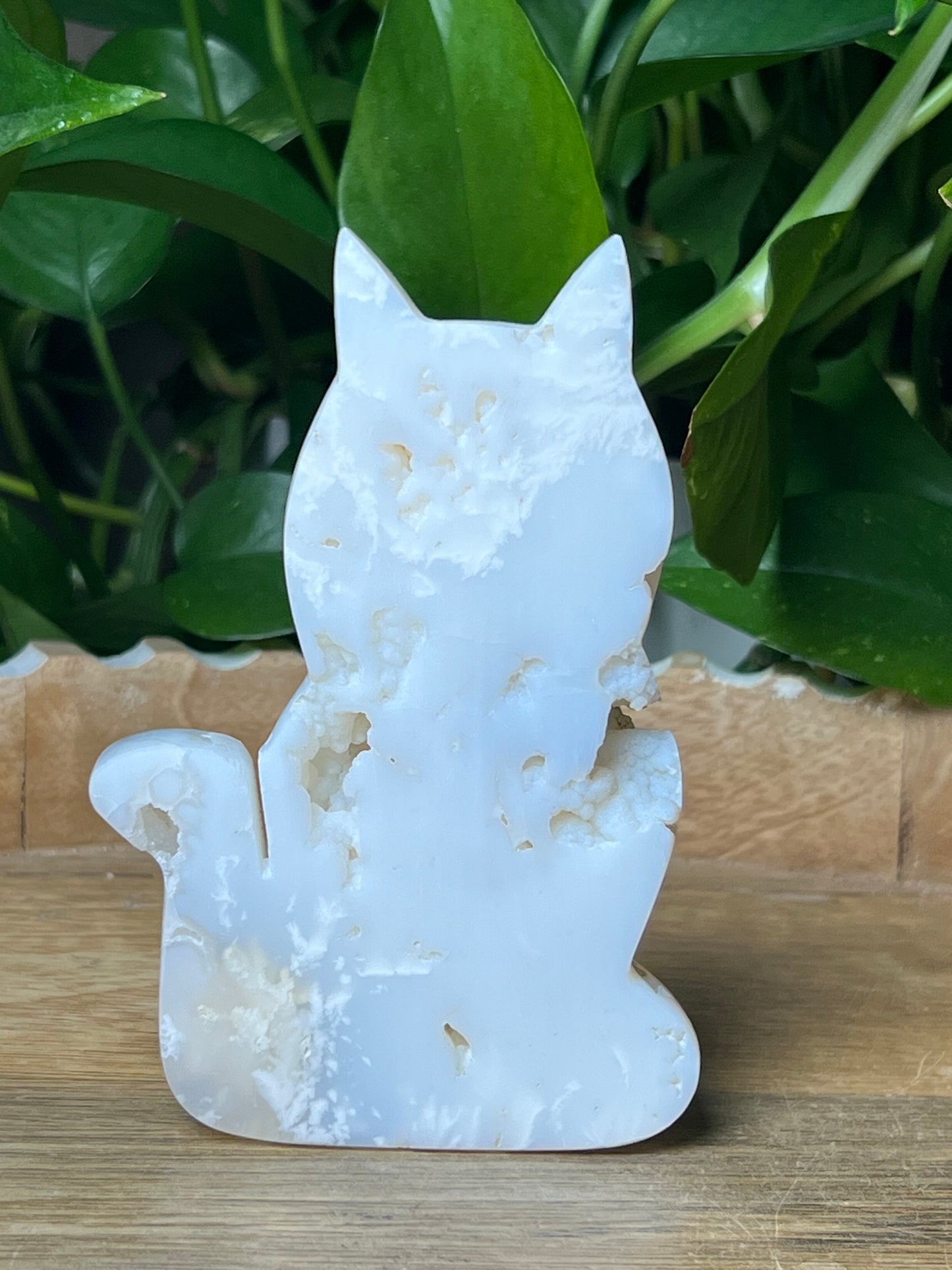 White Plume Agate Cat