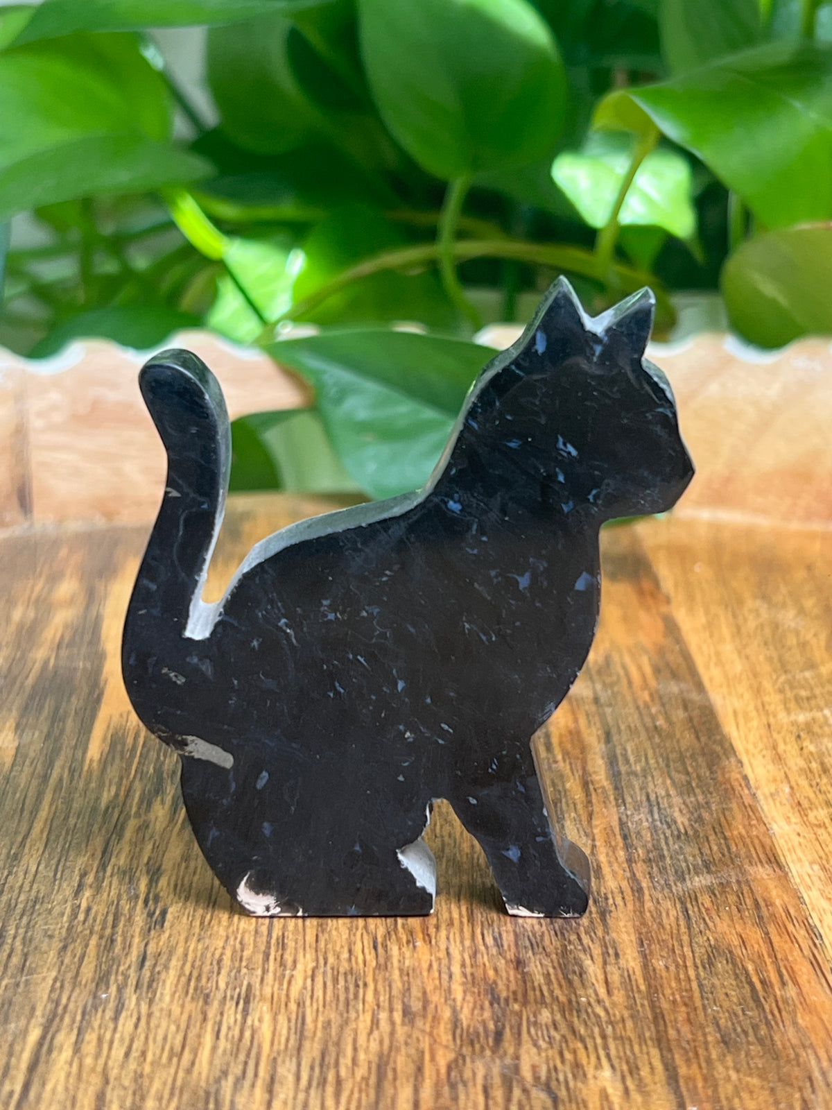 Palm Foot Cat: RK