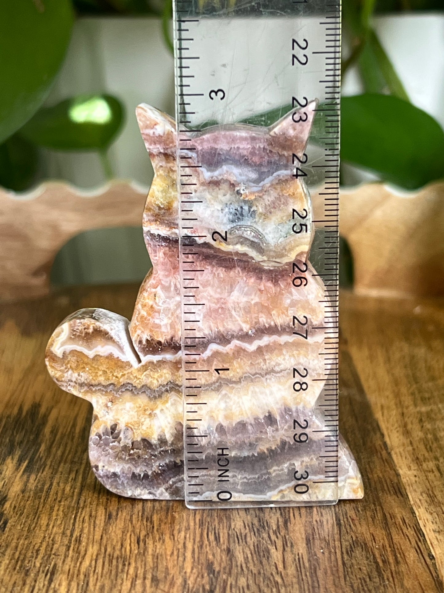 Indonesian Amethyst Cat CN