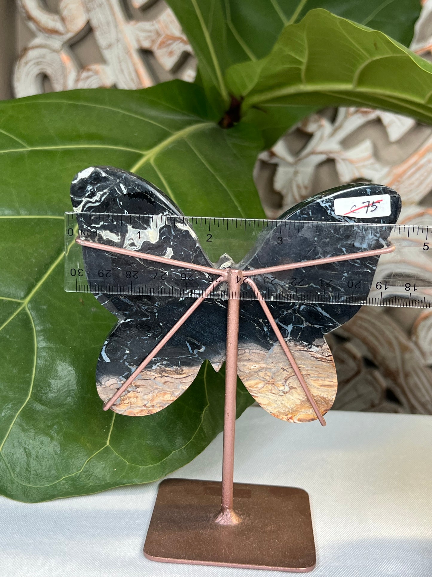 Palm Root Butterfly
