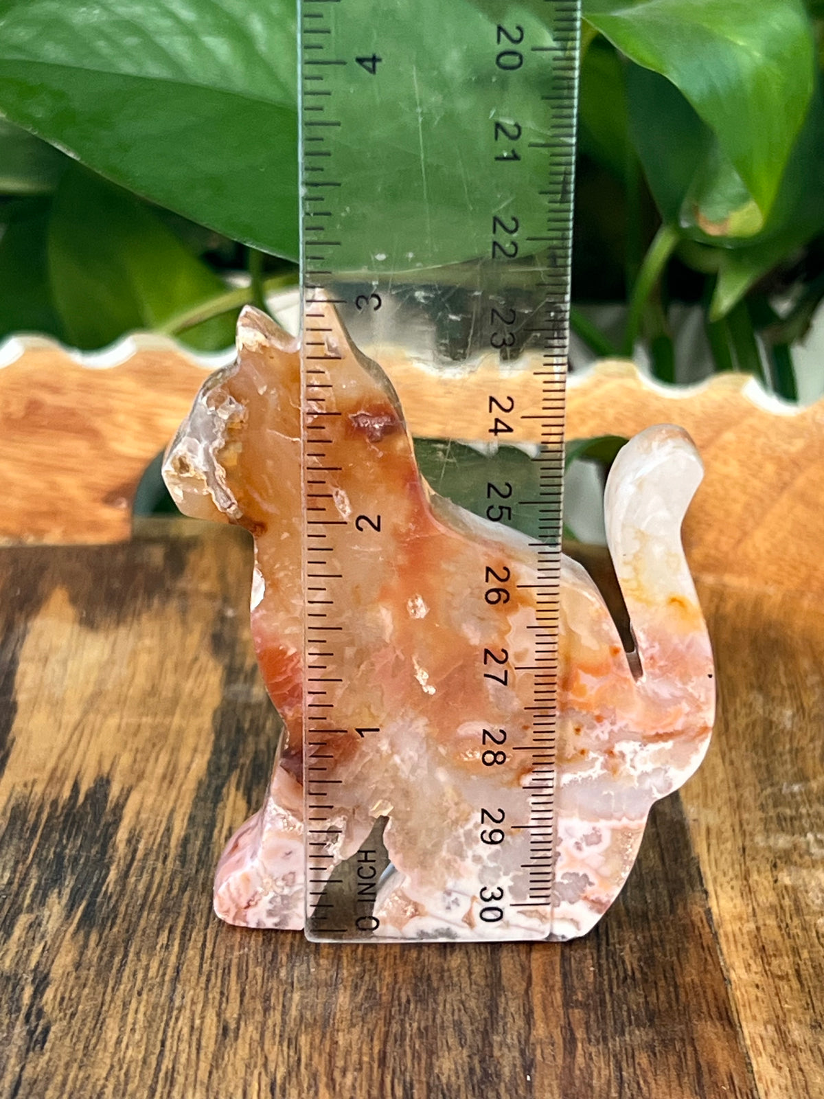 Carnelian Cats