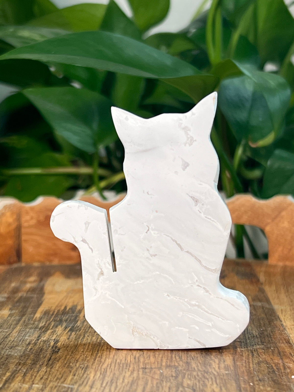 White Plume Agate Cats