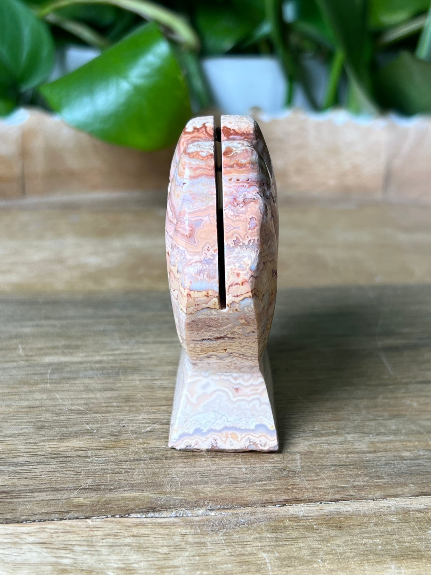 Crazy Lace Agate Shell