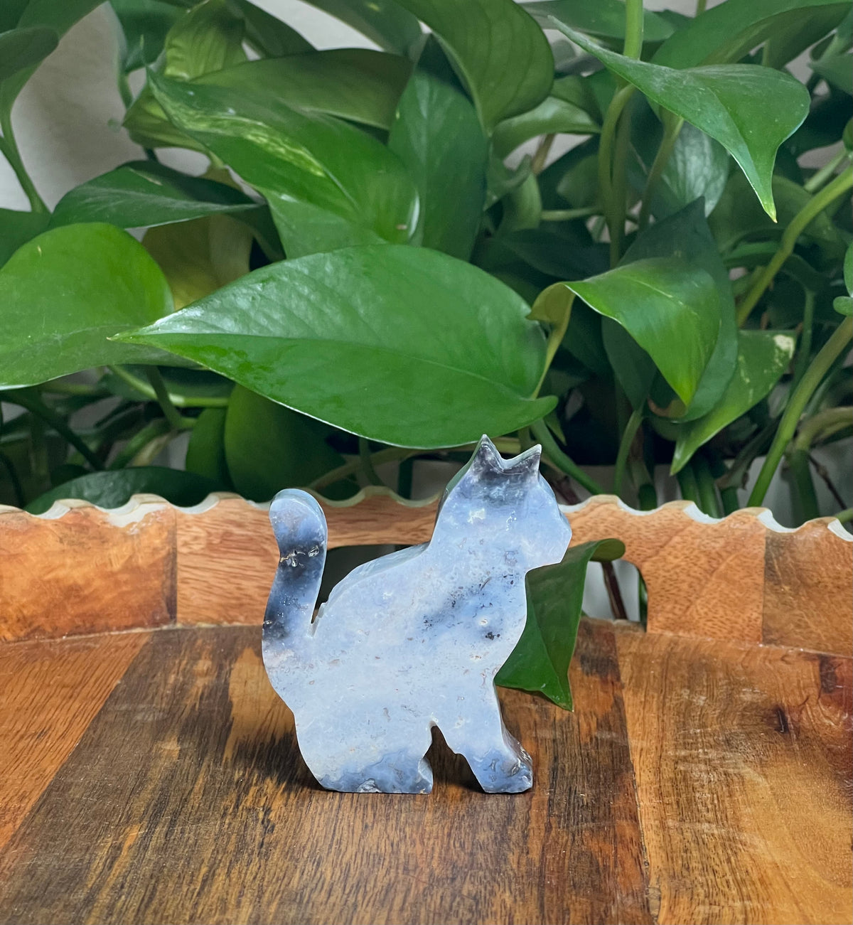Blue Plume Agate Cats