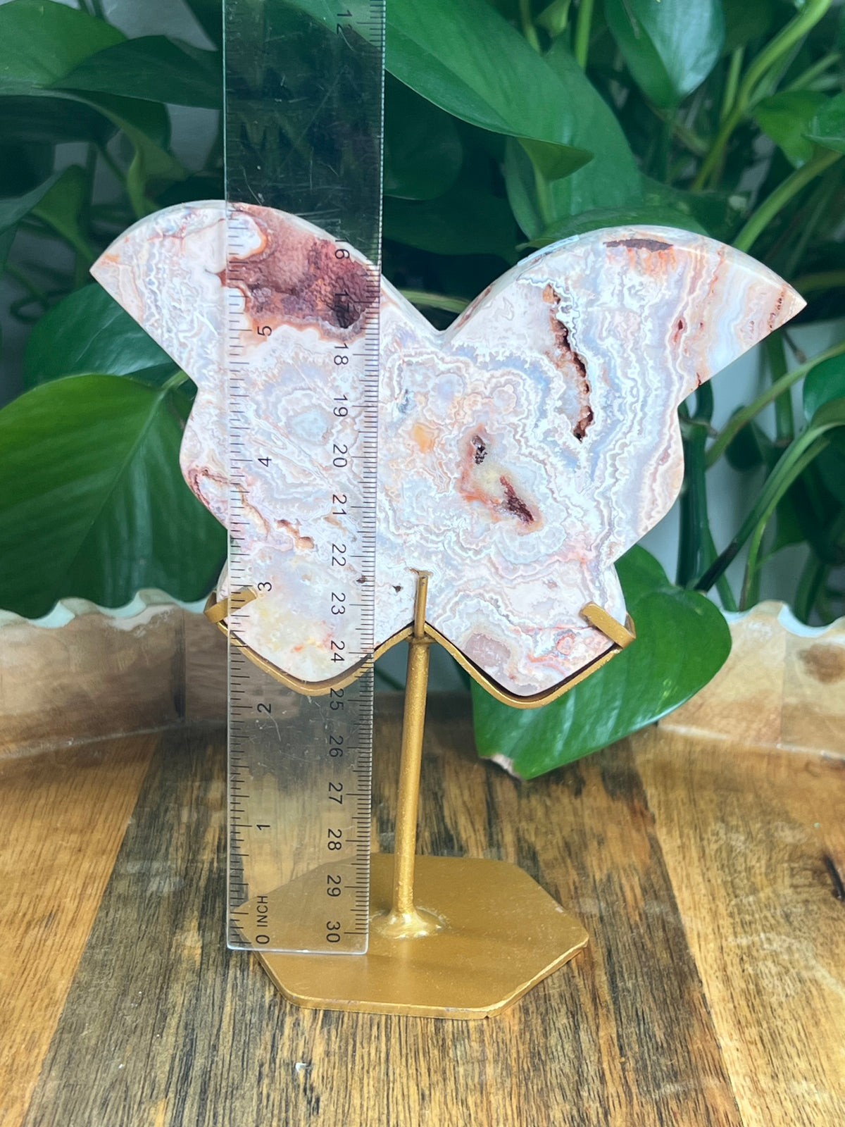 Crazy Lace Agate Butterfly: PH