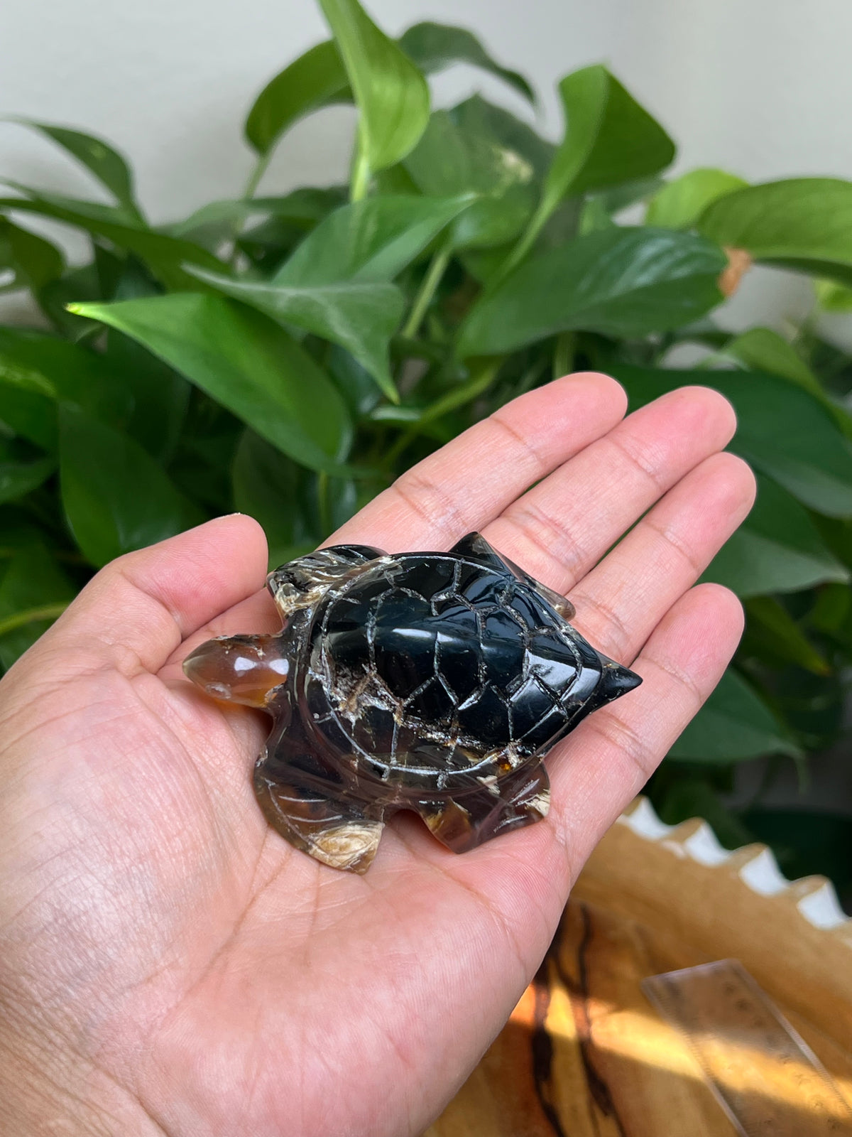 Amber Turtle: A