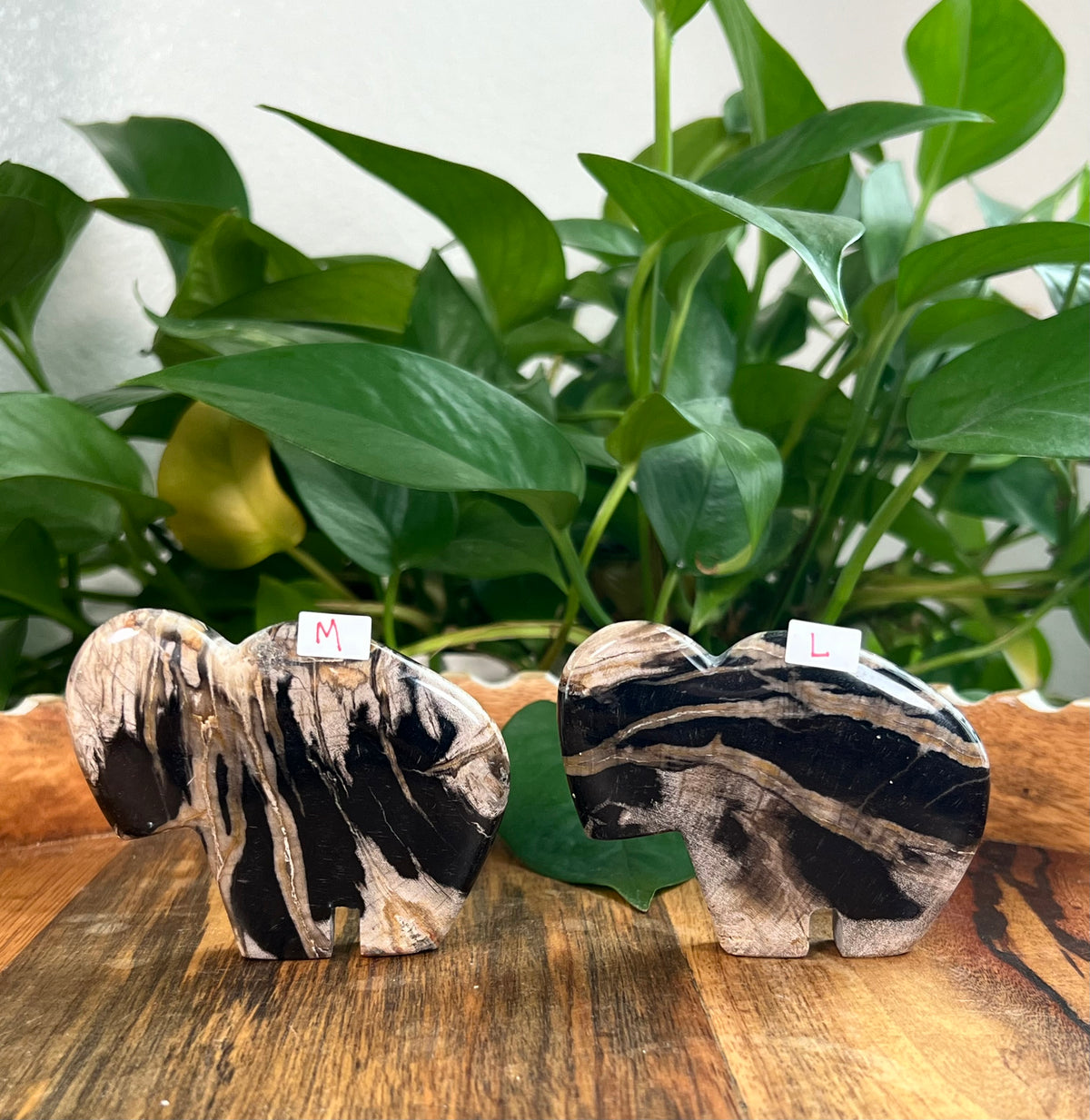Fossil Wood Buffalos