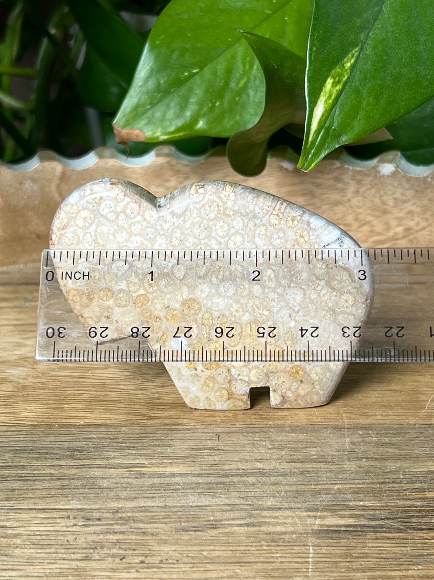 Fossil Coral Buffalo