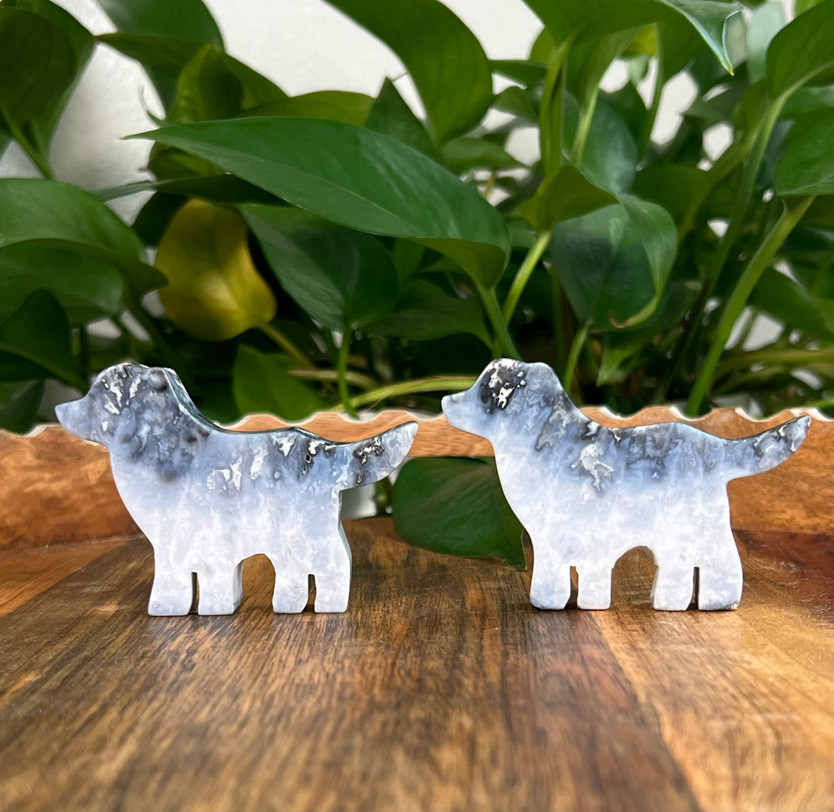 Blue Plume Agate Dogs