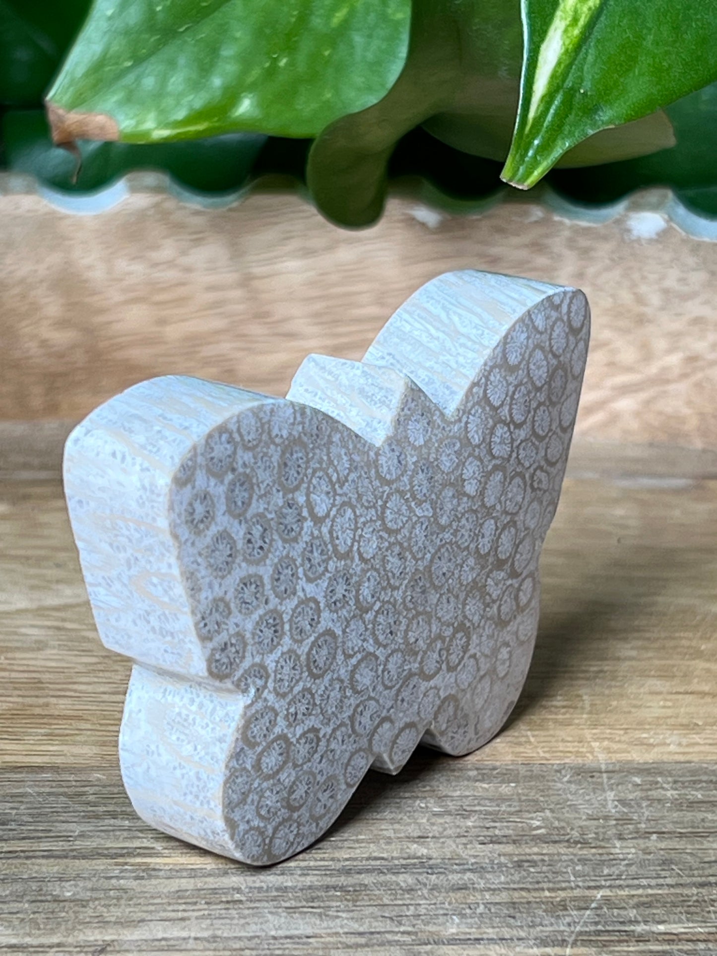 Fossil Coral Butterfly
