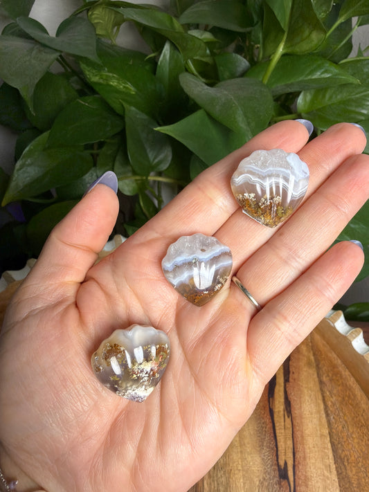 Scenic Moss Agate Shells