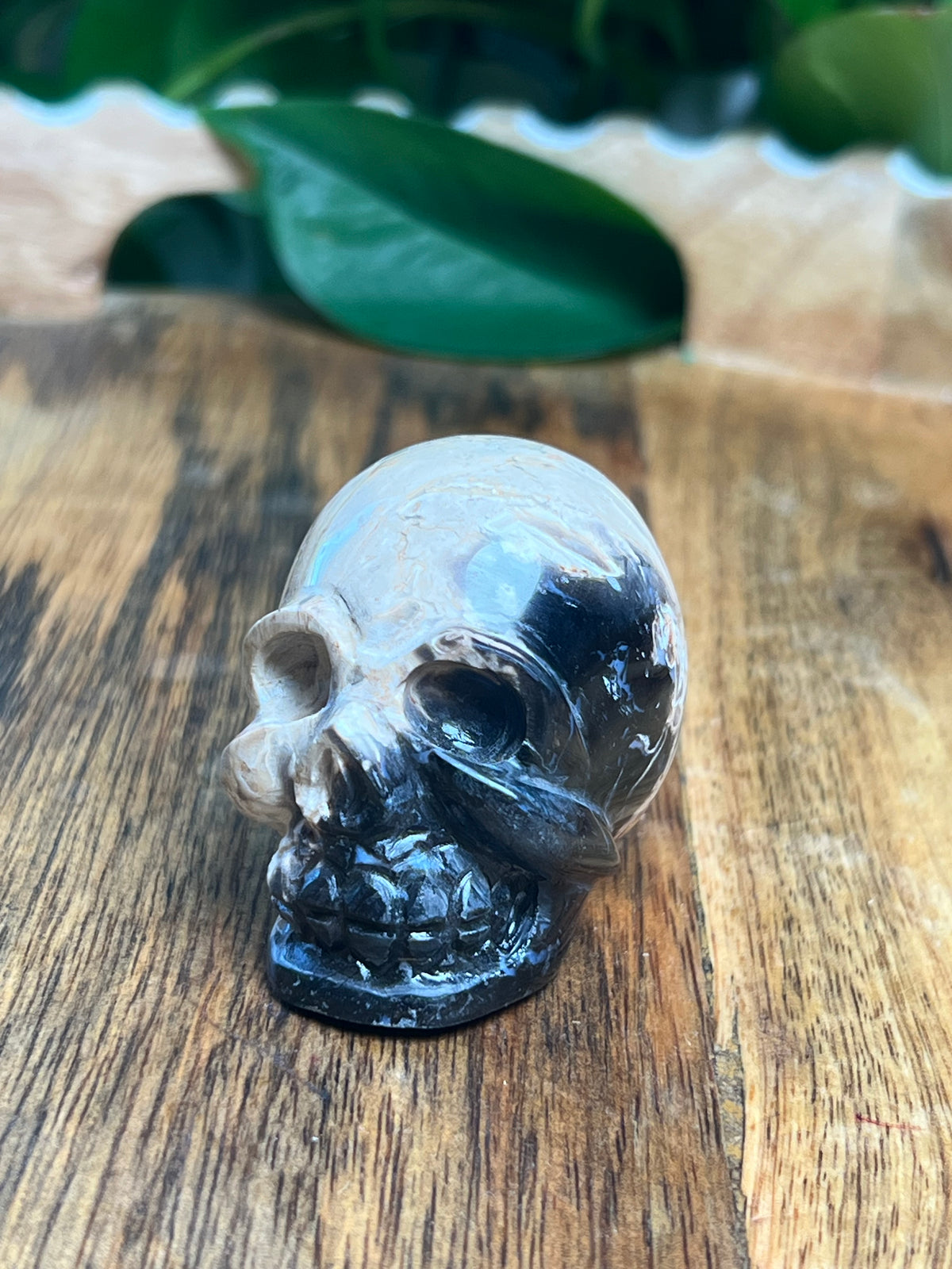 Palm Root Mini Skull: NX