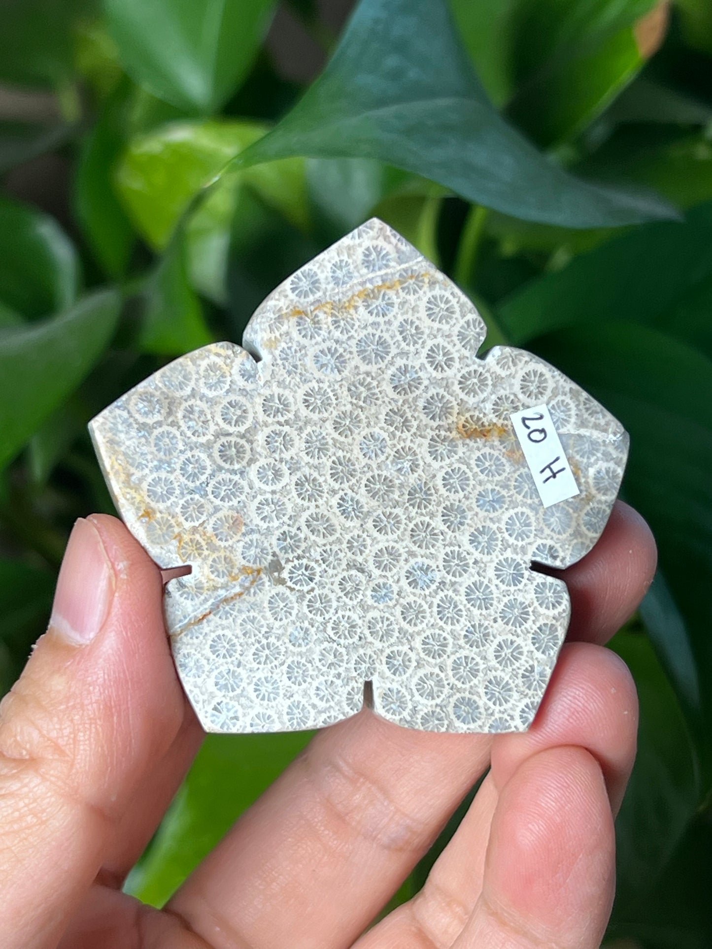 Fossil Coral Flower
