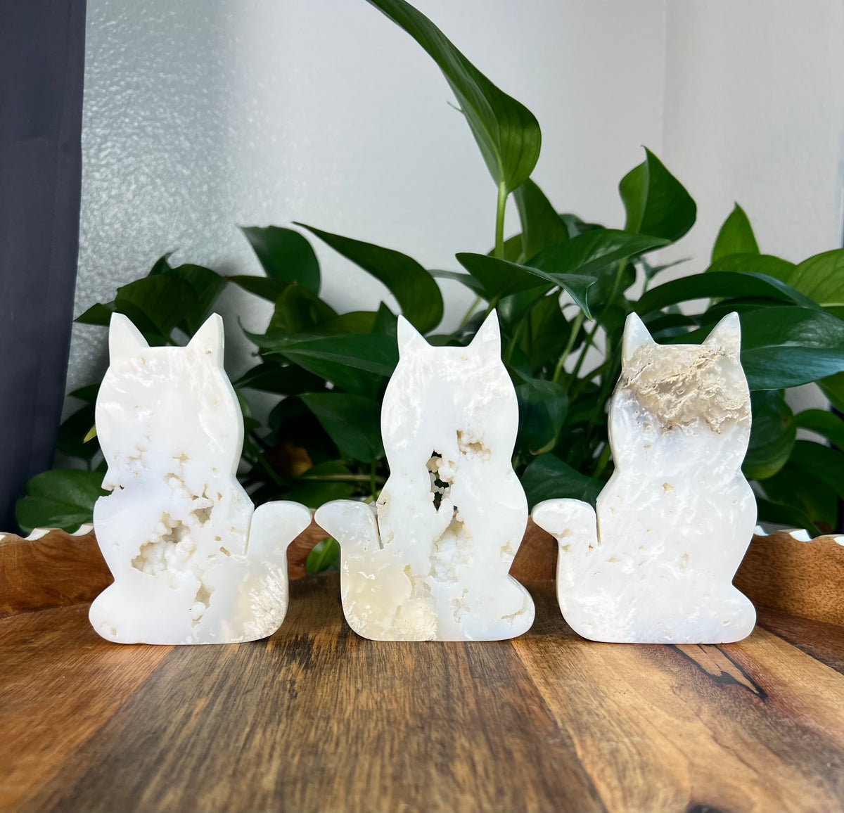 White Plume Agate Cats