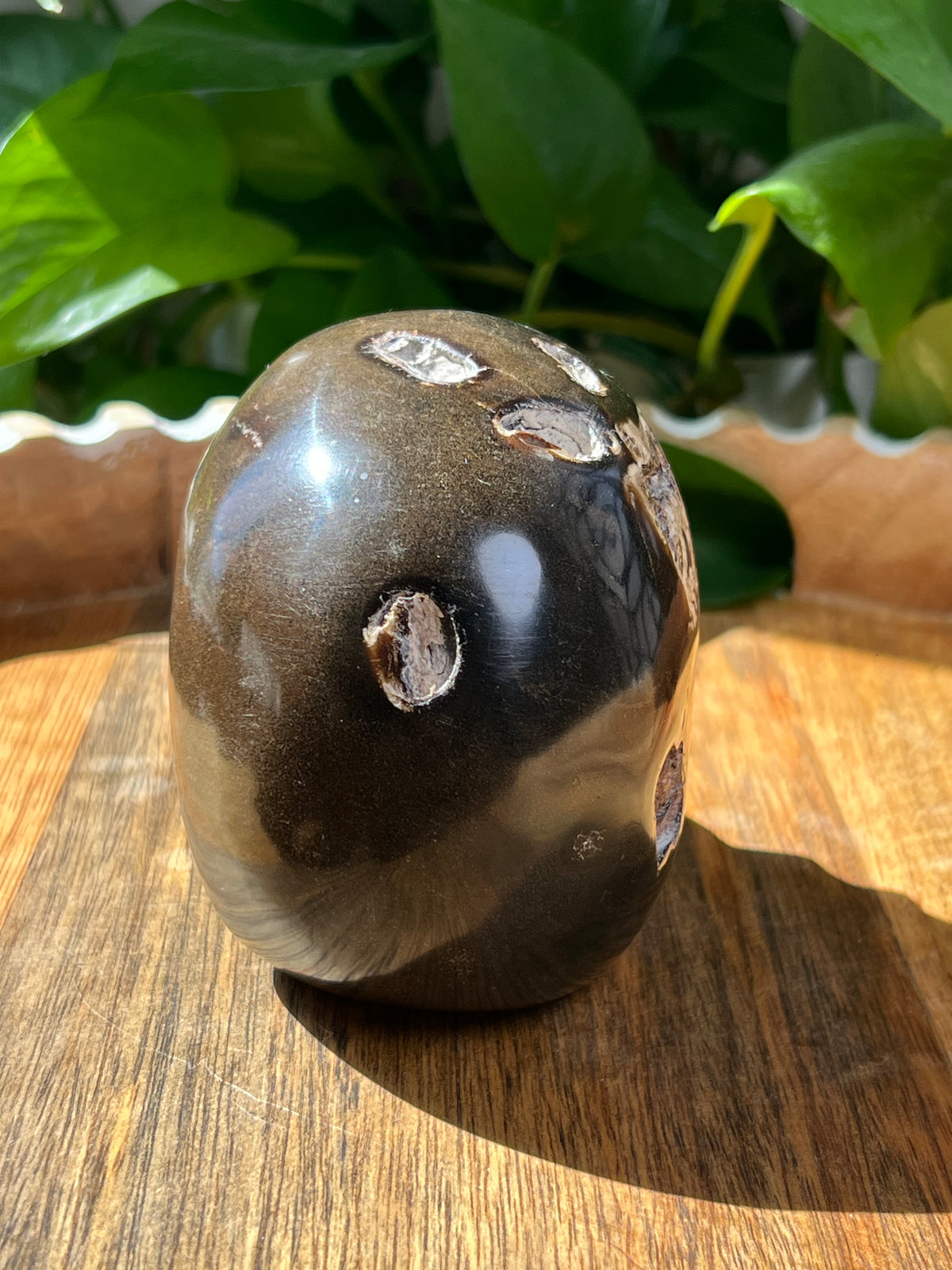 Amber Skull: NZ