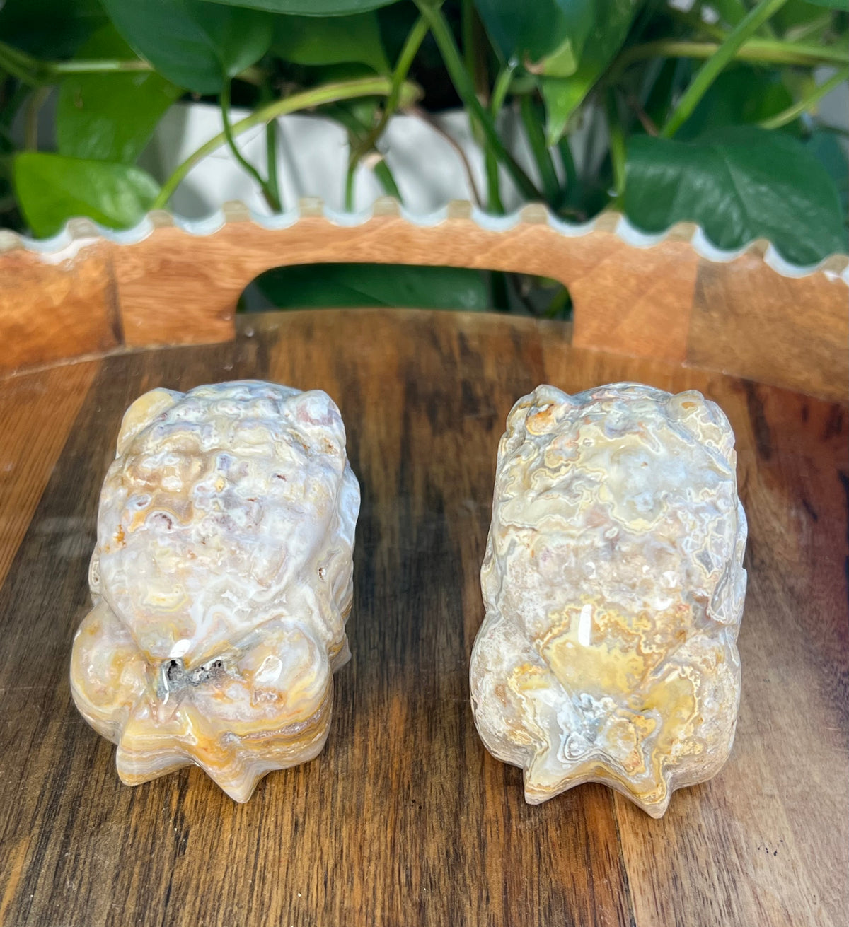 Yellow Crazy Lace Agate Frogs