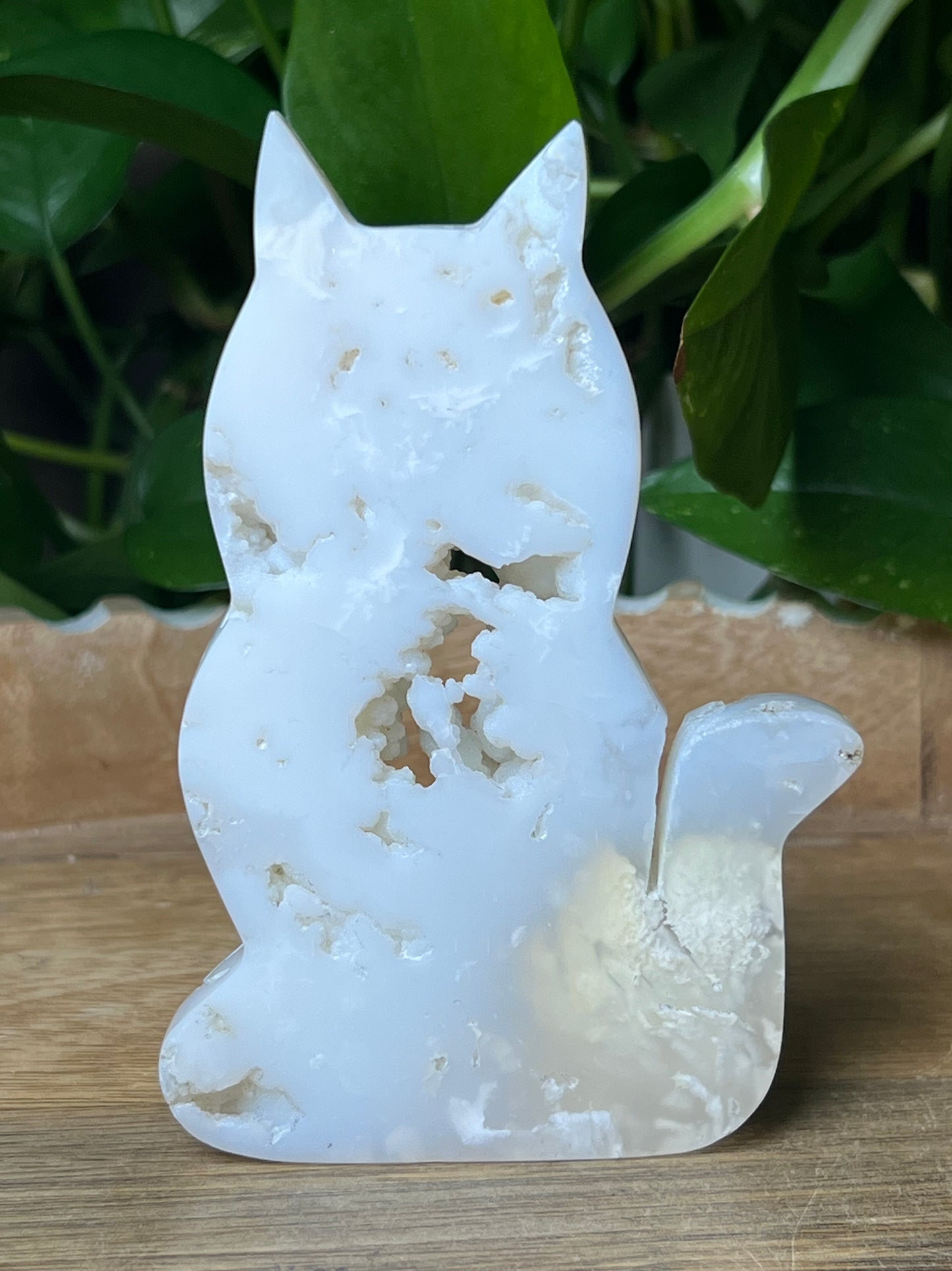 White Plume Agate Cat