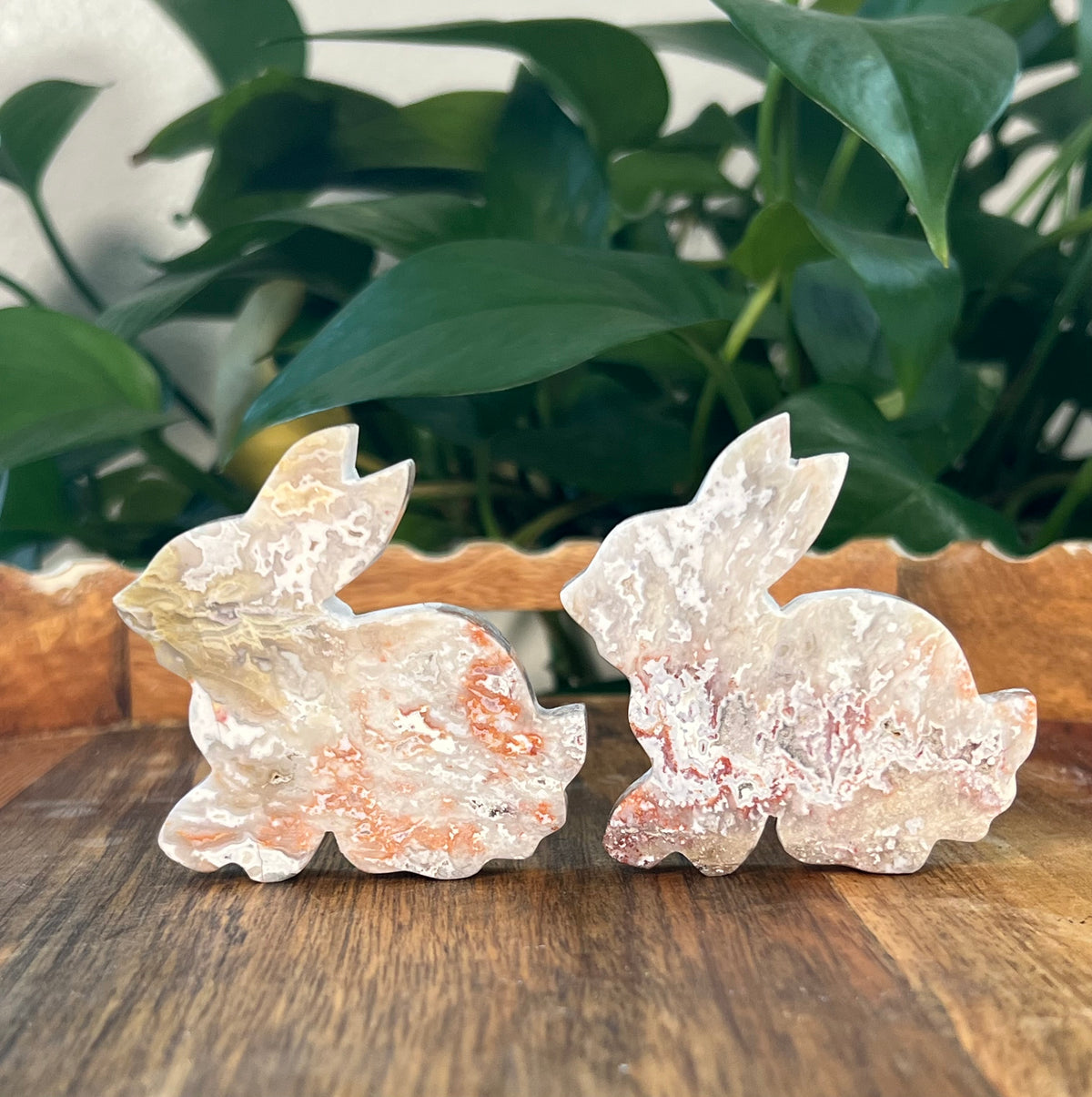 Sumatra Plume Agate Bunnies