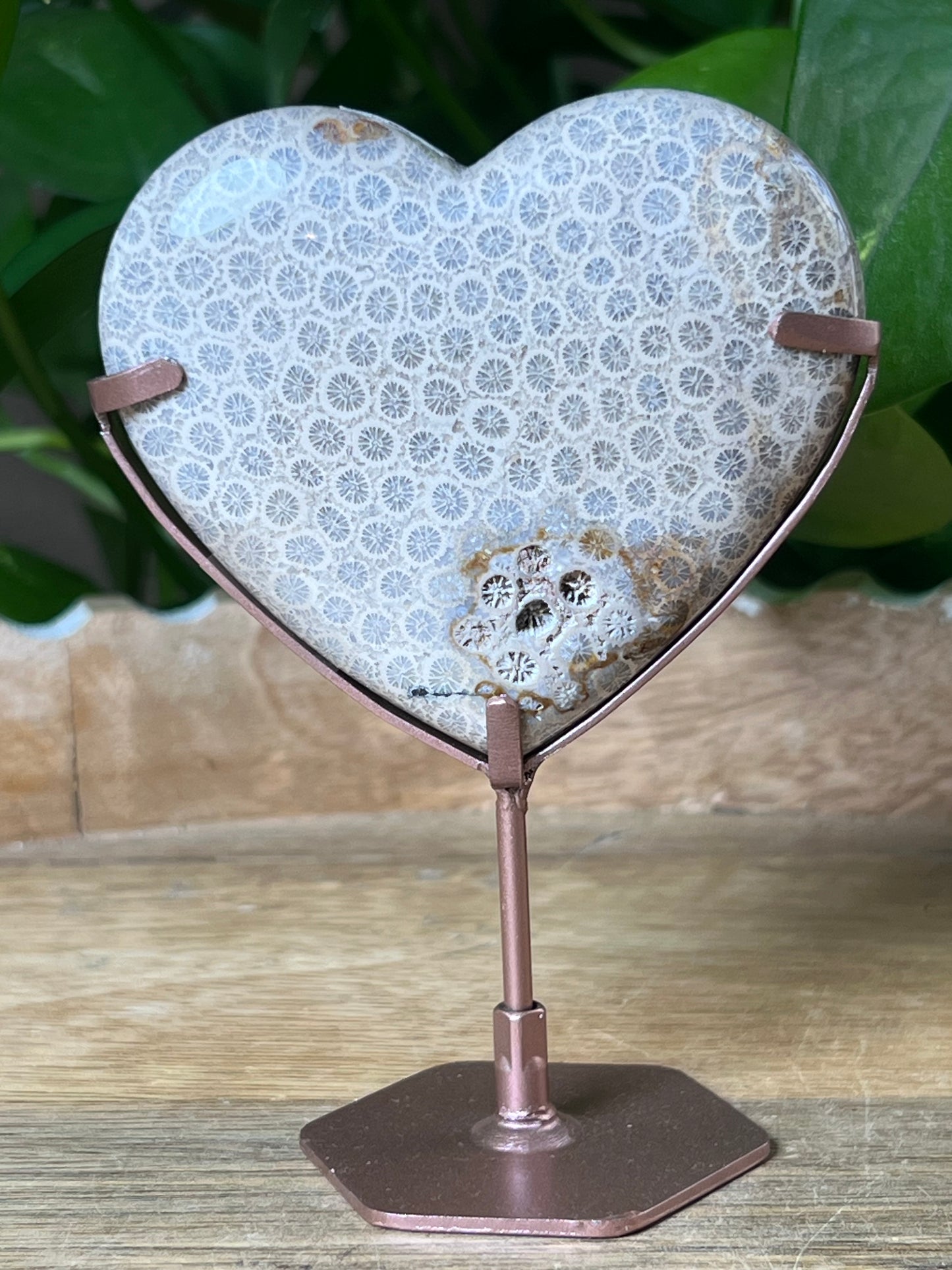 Fossil Coral Heart