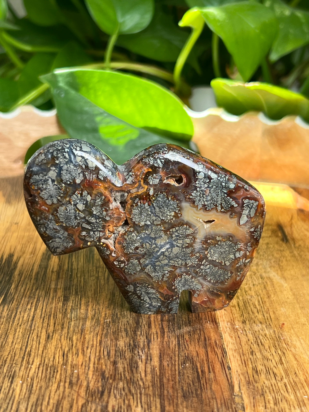 Marcasite Buffalo: CV