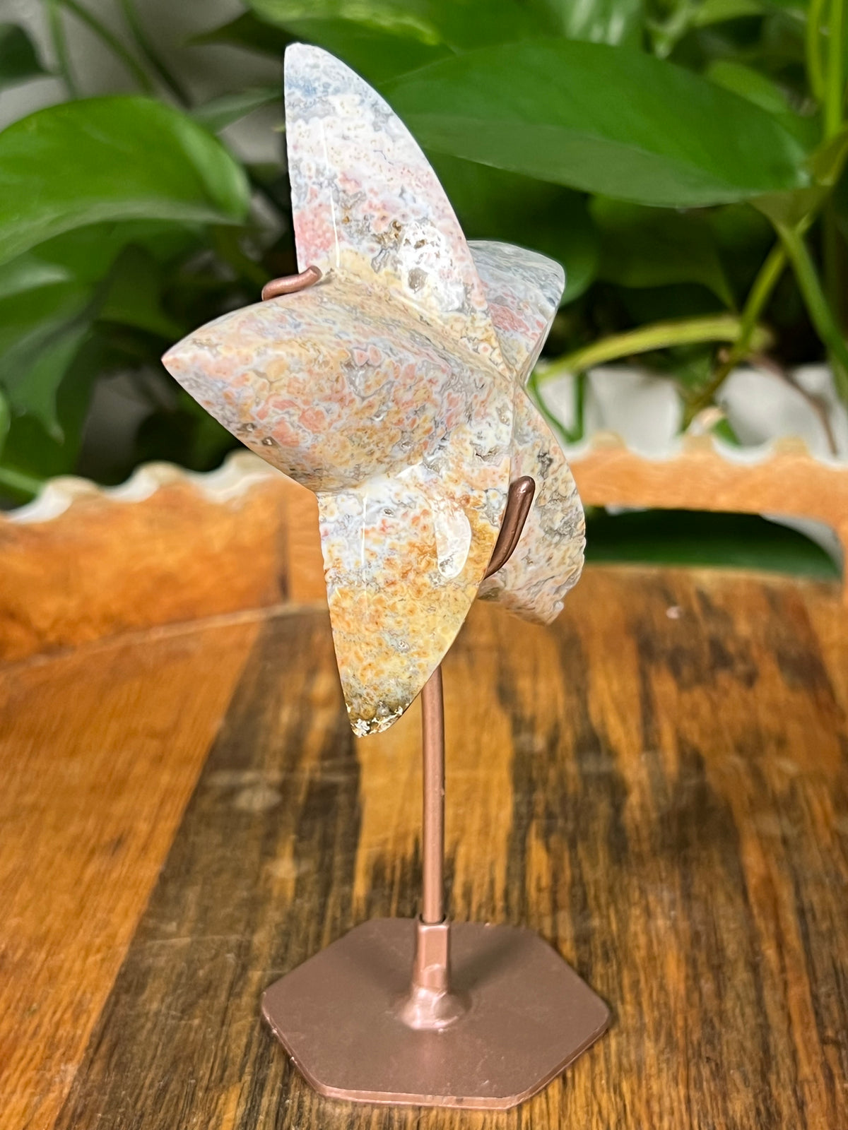 Sea Jasper Stars