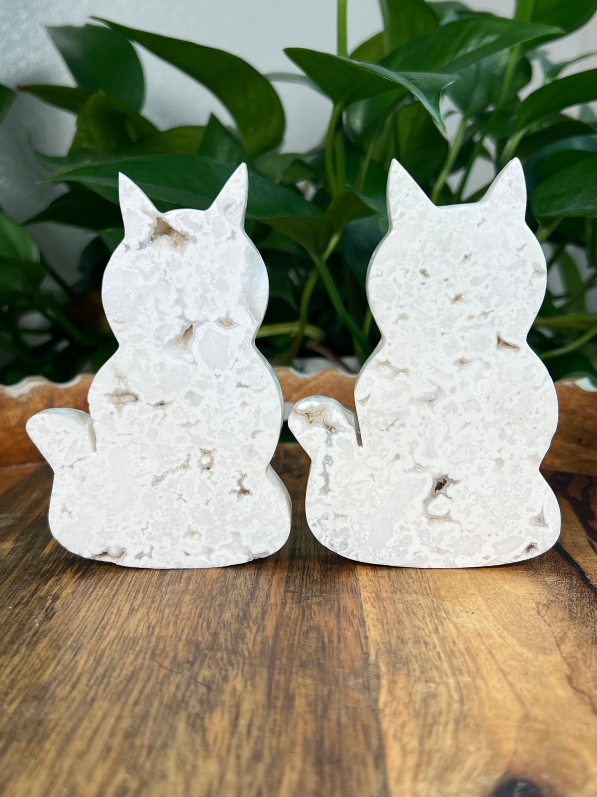 White Plume Agate Cats