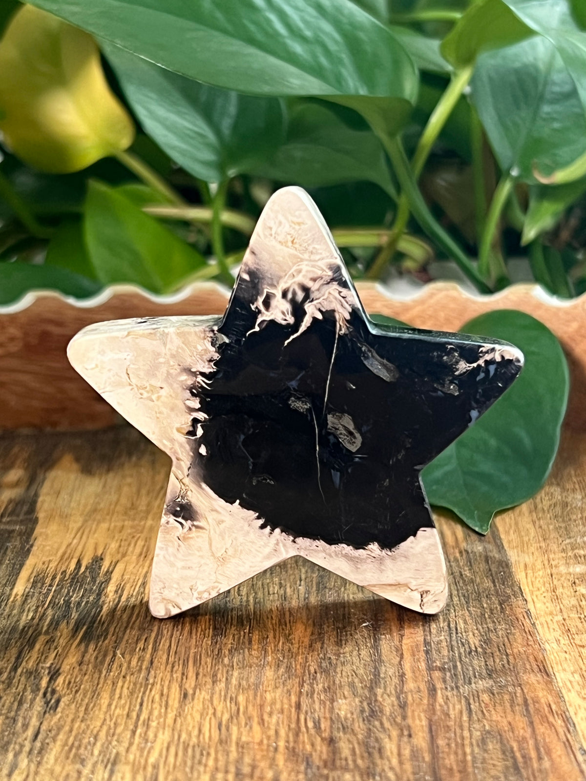 Palm Root Small Self Standing Stars