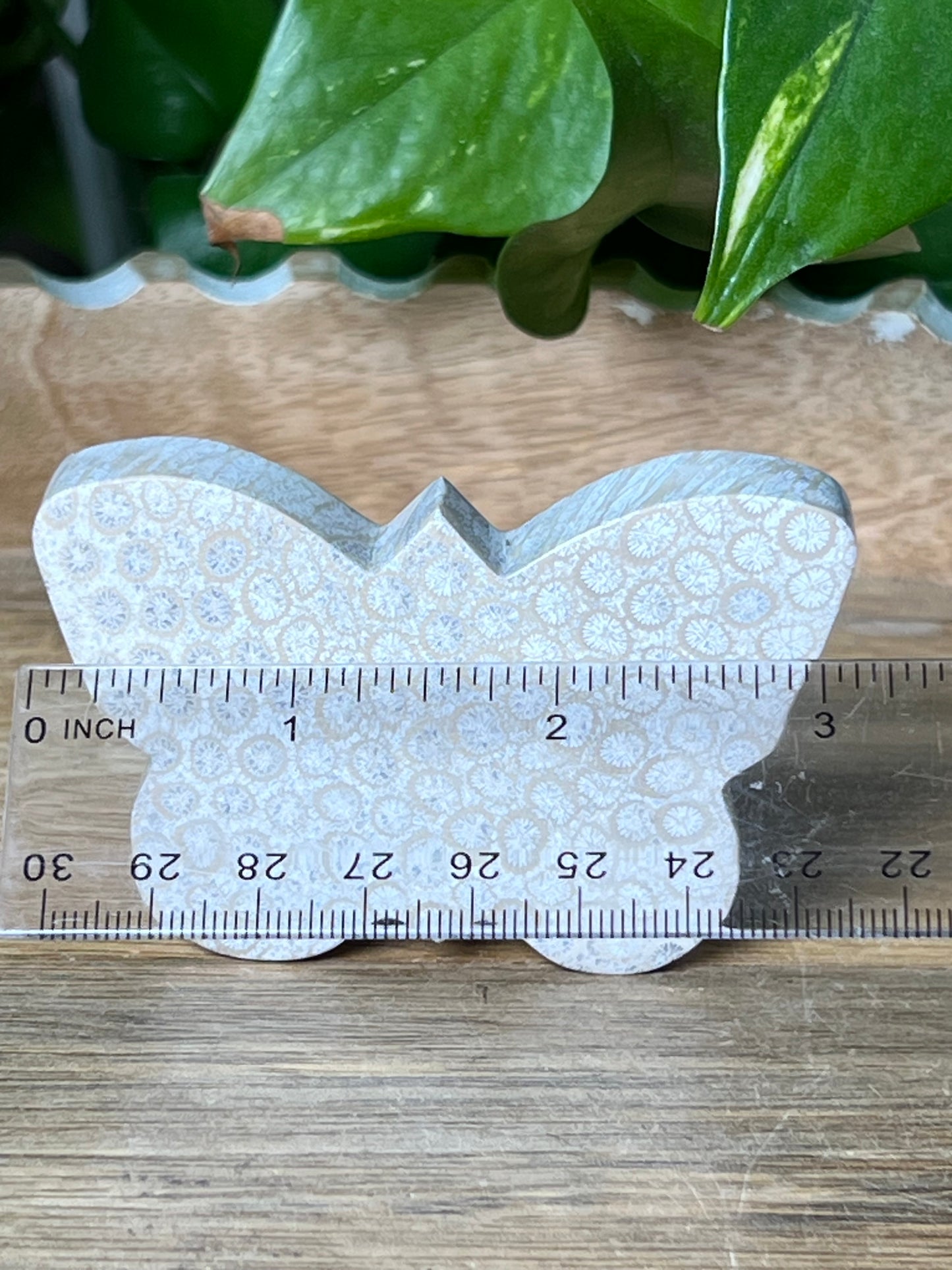 Fossil Coral Butterfly