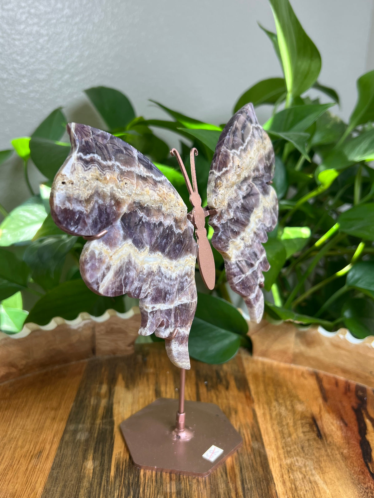 Indonesian Amethyst Wings : SR