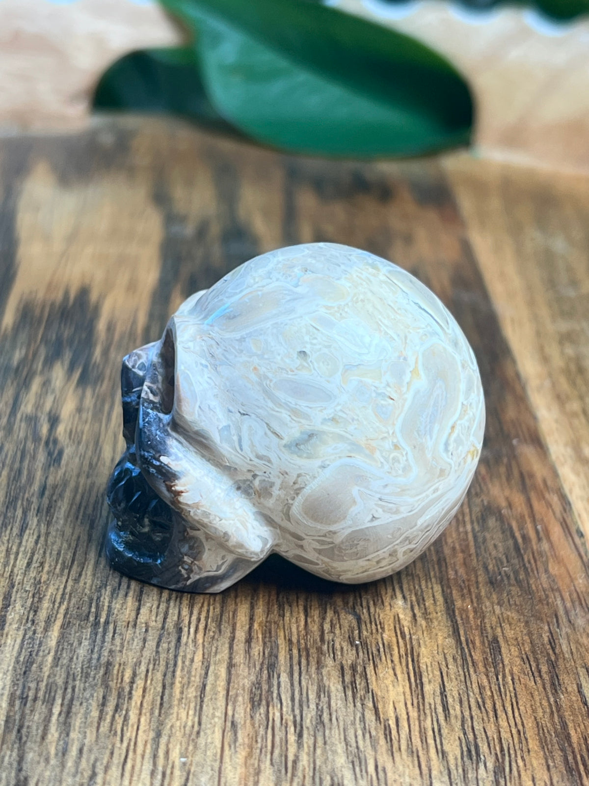 Palm Root Mini Skull: NB