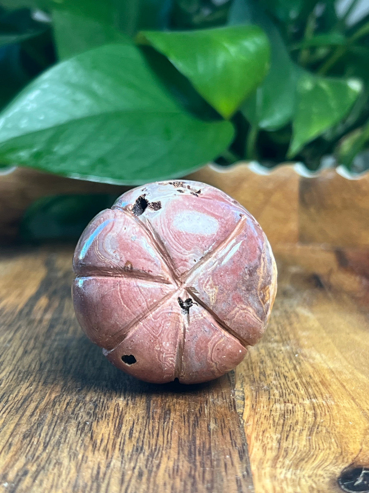 Pink Polycrome Pumpkin: F