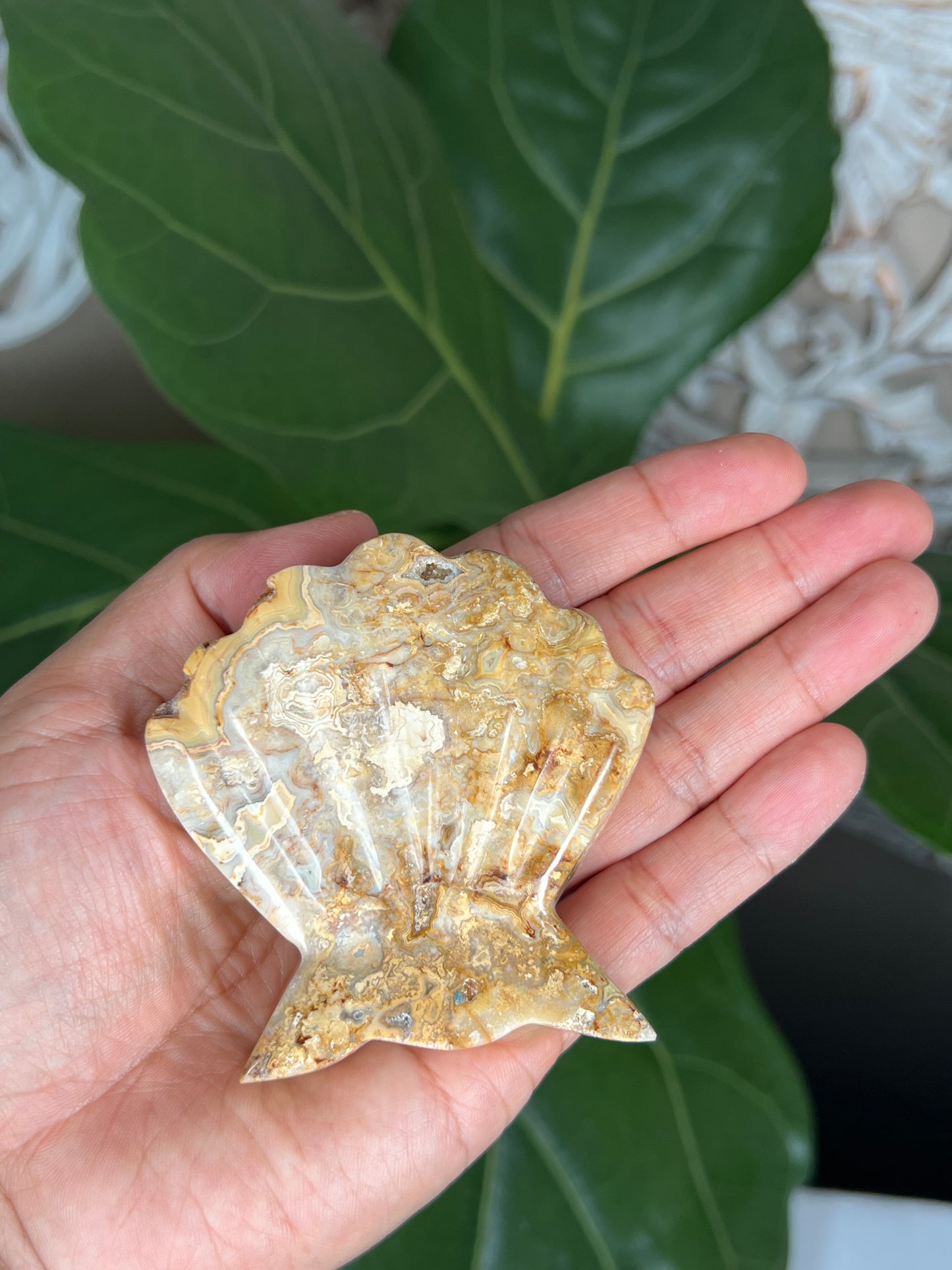 Crazy Lace Agate Shell