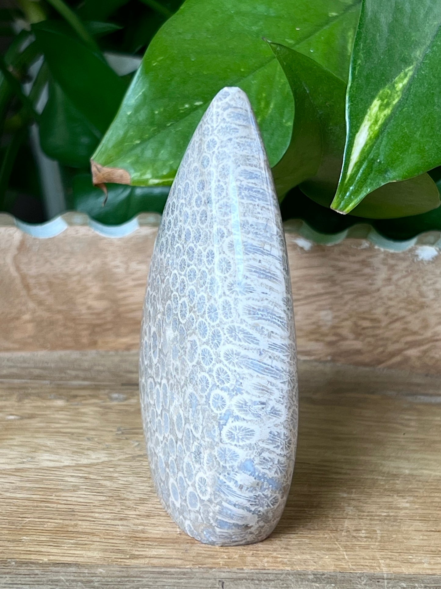 Fossil Coral Flame