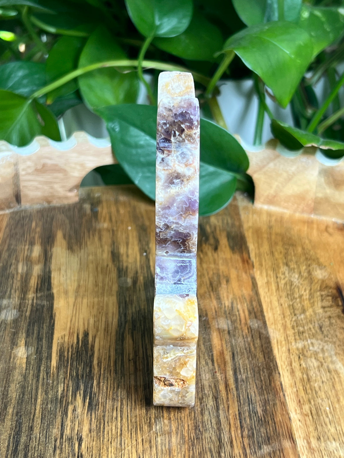 Indonesian Amethyst Cat: BC