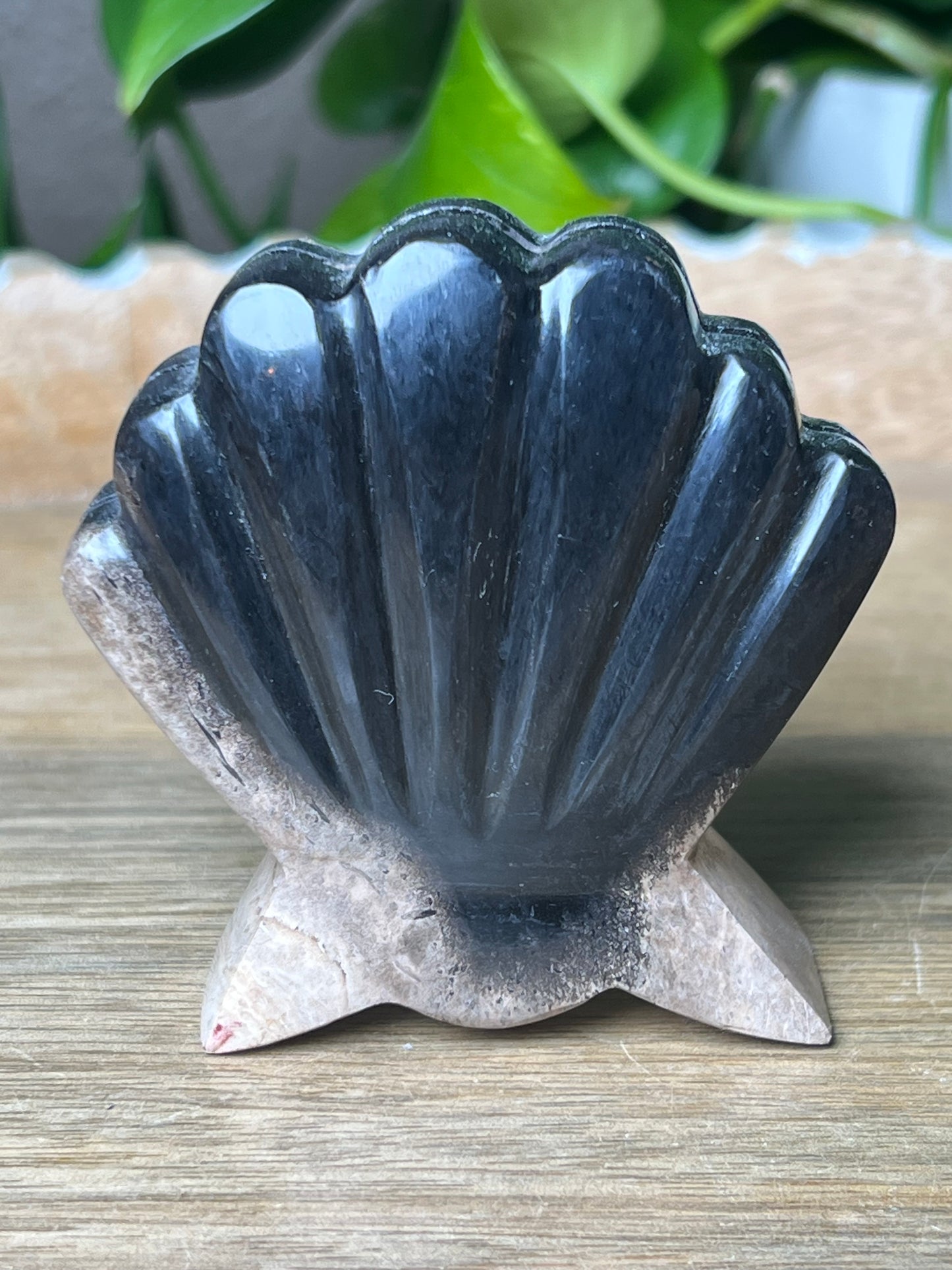 Palm Root Shell