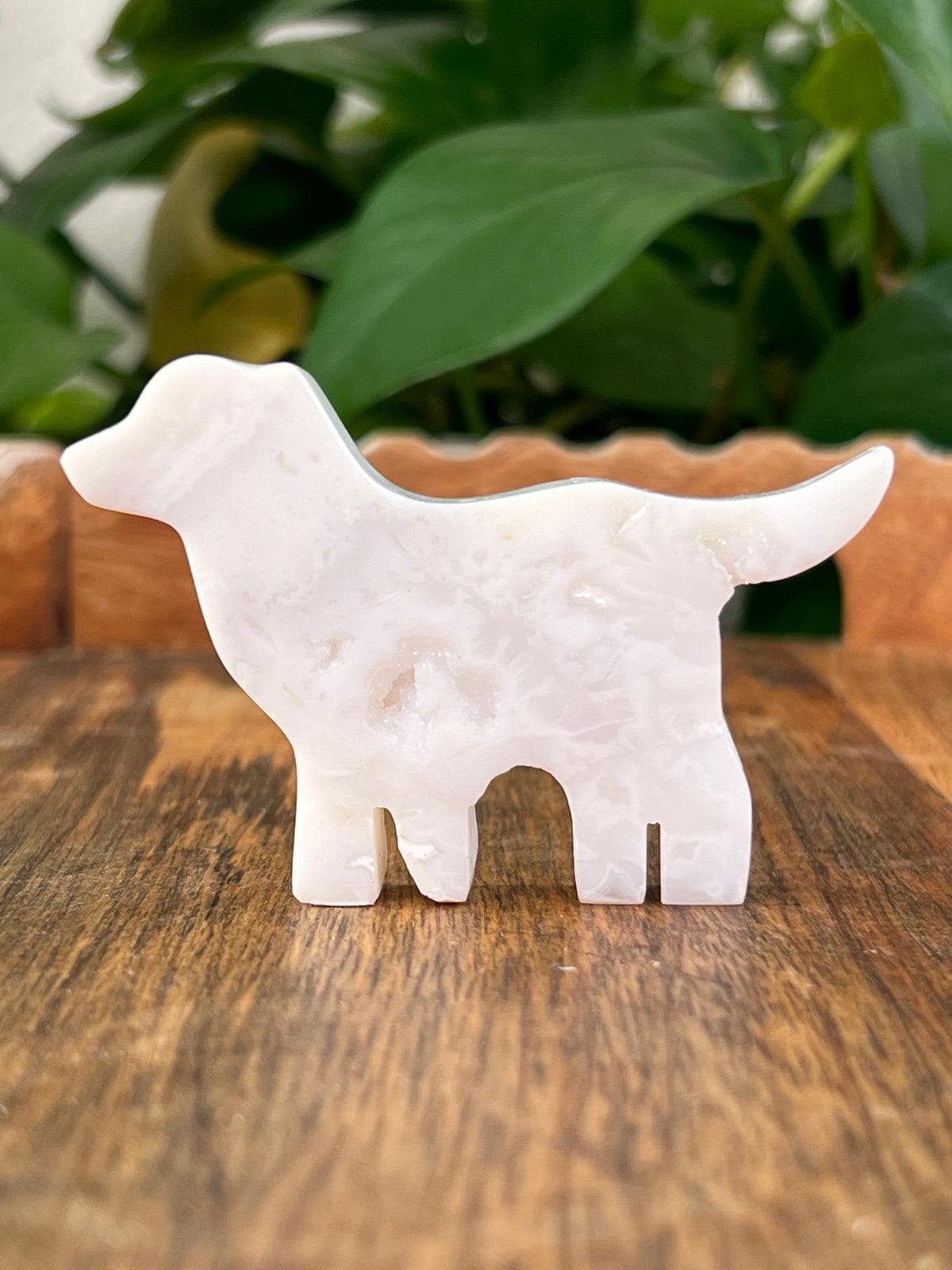 White Plume Agate Dogs