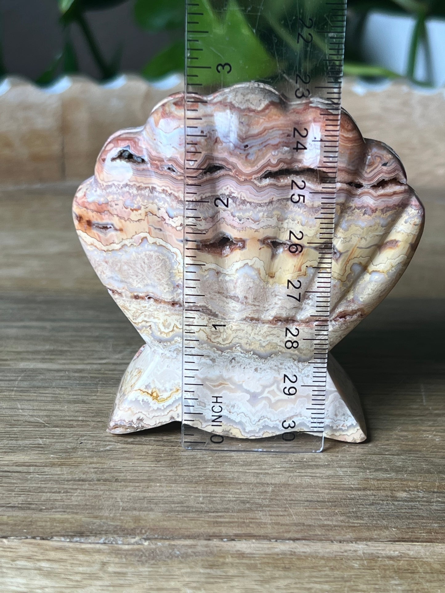 Crazy Lace Agate Shell