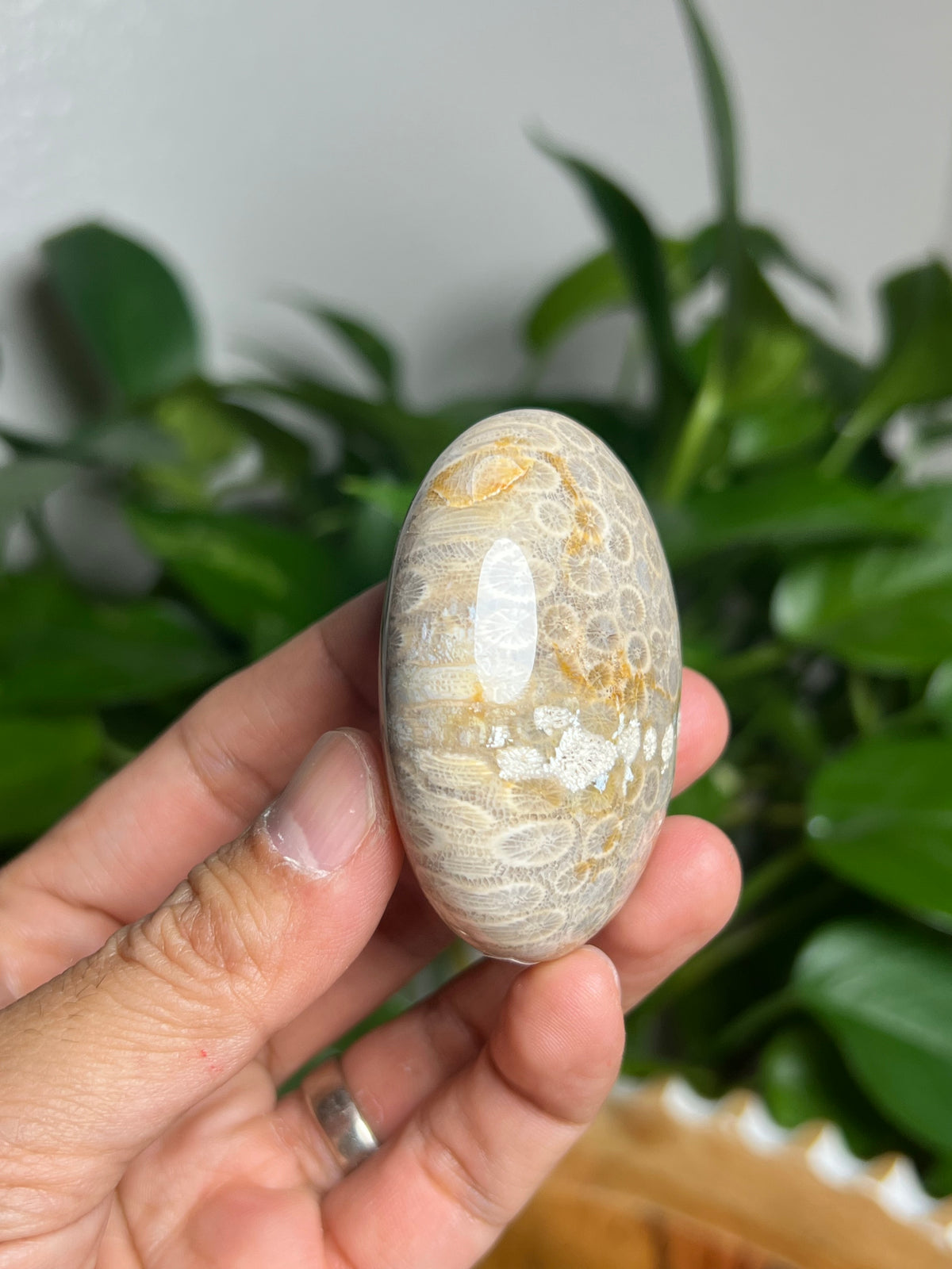 Fossil Coral Palmstone: AC