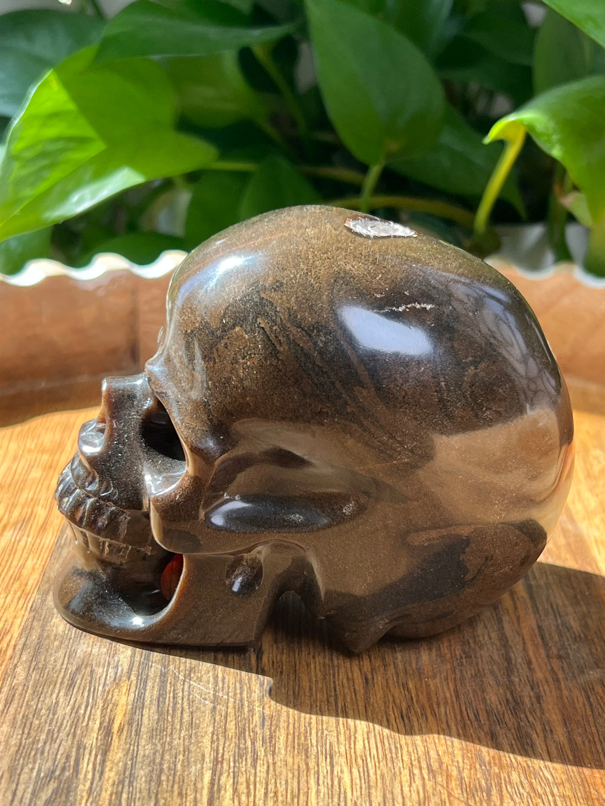 Amber Skull: NZ