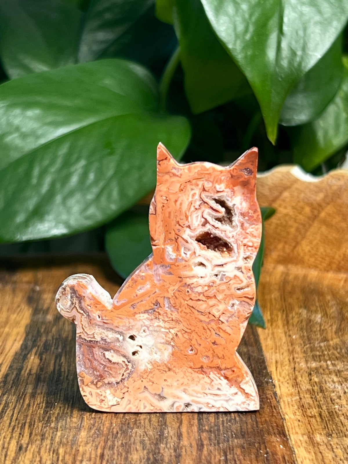 Tube Agate Mini Cats